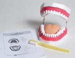 ORAL HYGIENE MODEL, MLS-MAOH01