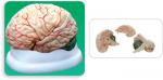 BRAIN MODEL, MLS-MAHB03
